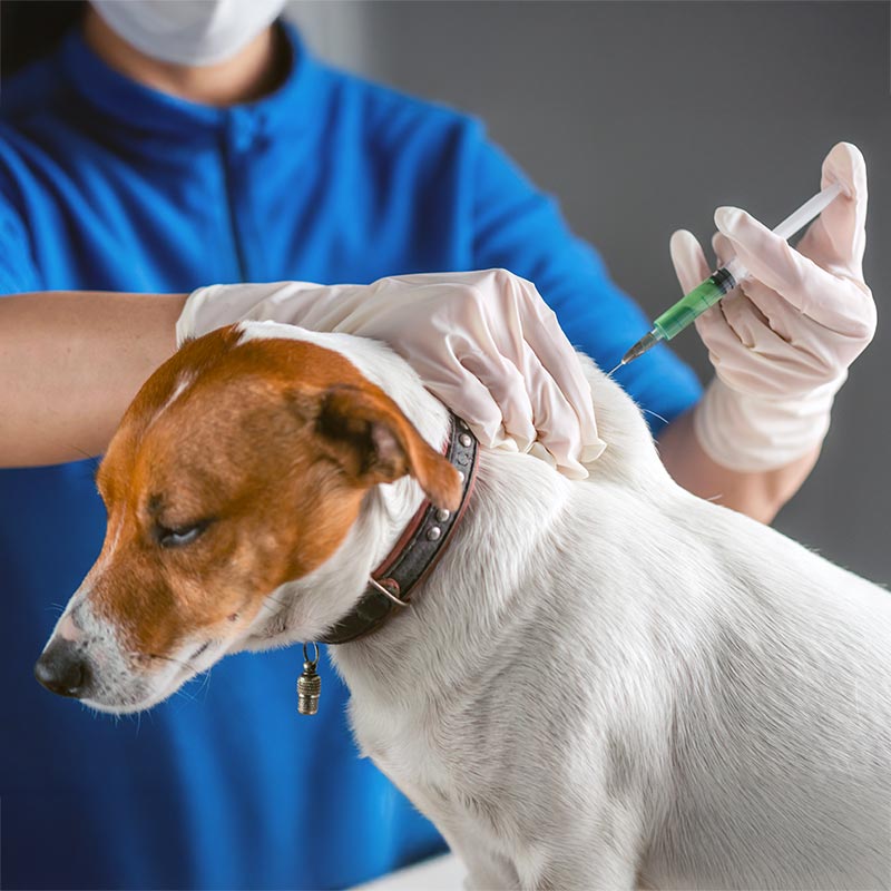 brown and white dog getting a vaccine