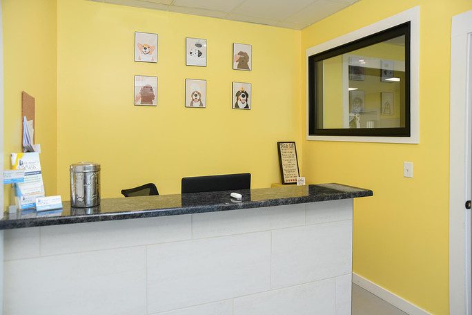 dog grooming lobby with yellow walls and a marble front desk