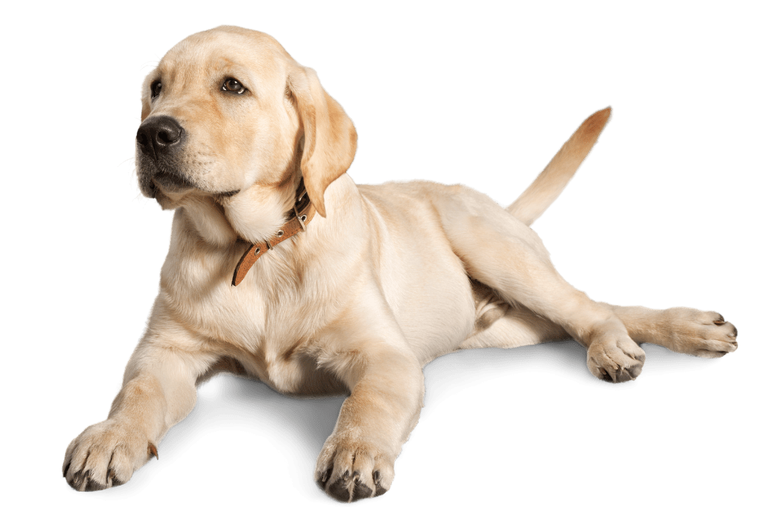 Labrador Retriever Puppy