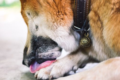 close up of a male dog laying down and licking his paws