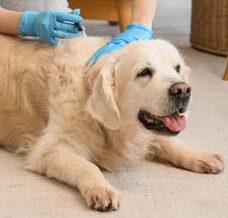 female owner at home with golden retriever dog using tick remover tool