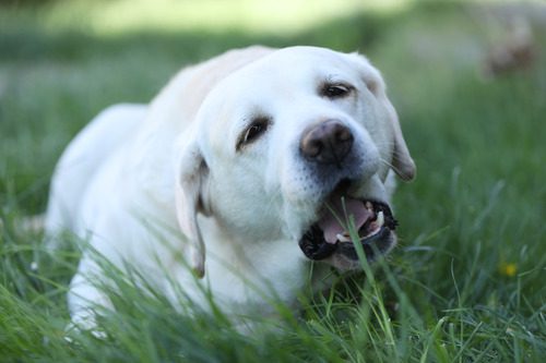 yellow lab laying in the grass and preparing to eat some grass