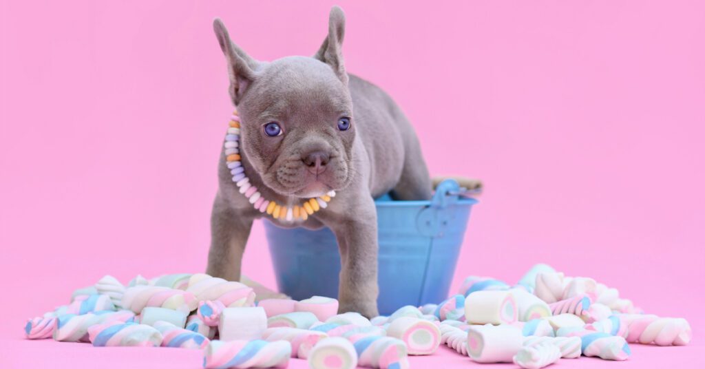 bully breed puppy climbing out of a bucket surrounded by marshmallows against a pink background
