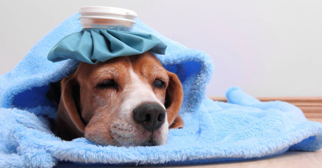 dog laying on the floor wrapped in a blue blanket with an ice pack on its head