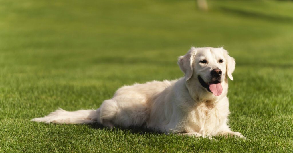golden retriever dog laying in the grass on a sunny day panting