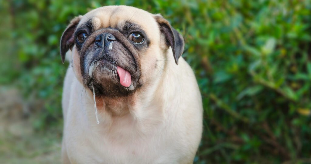 pug dog drooling with his tongue hanging out of his mouth