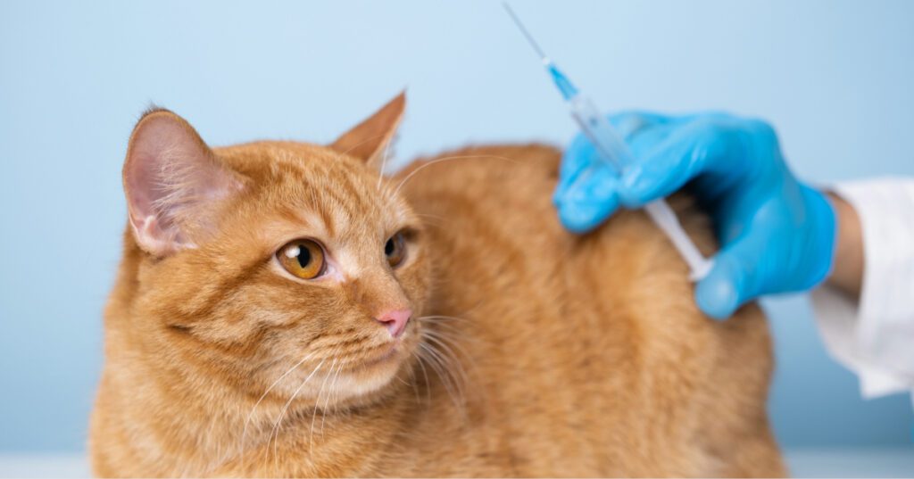 orange cat watching as vet prepares vaccination