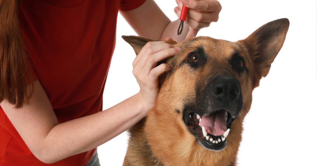 female owner using a tool to remove a tick from dog's head