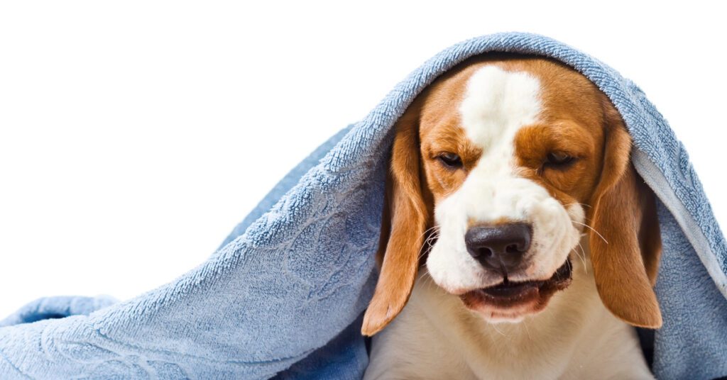 beagle dog with a towel over it's head coughing
