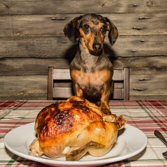 dachshund dog standing on the table begging for turkey dinner