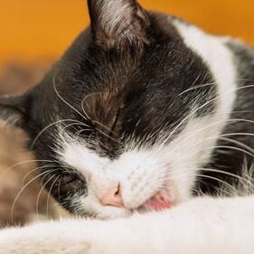 tuxedo cat grooming itself