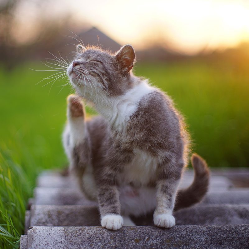 Cat Itching calico cat itching its ear