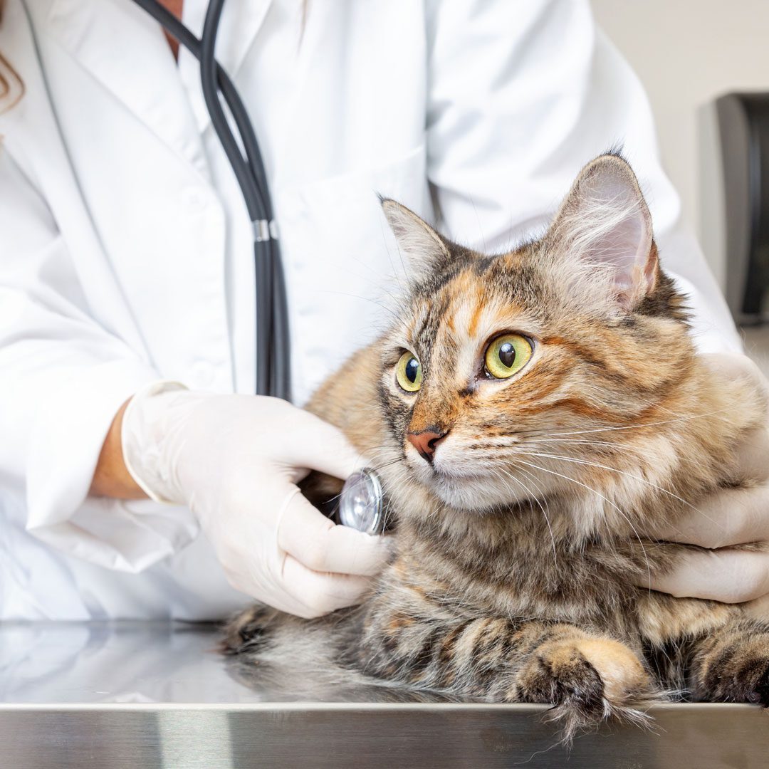 Cat On Veterinary Exam Table