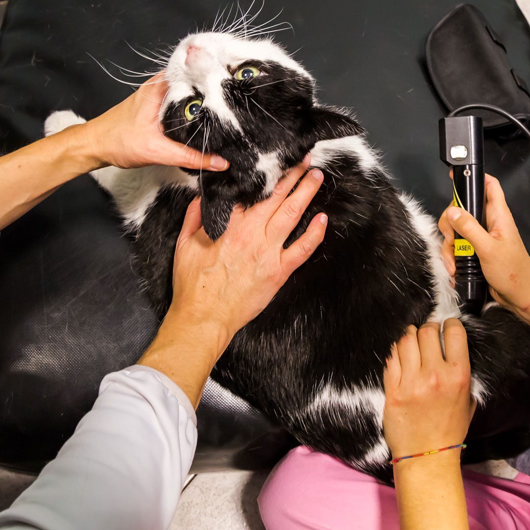 Cat Receiving Laser Therapy Treatment