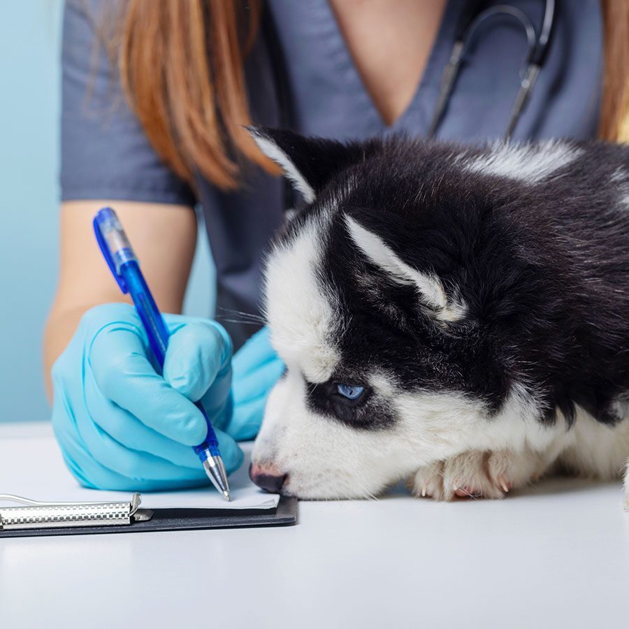 Curious Pup curious husky puppy watches as veterinarian fills out form