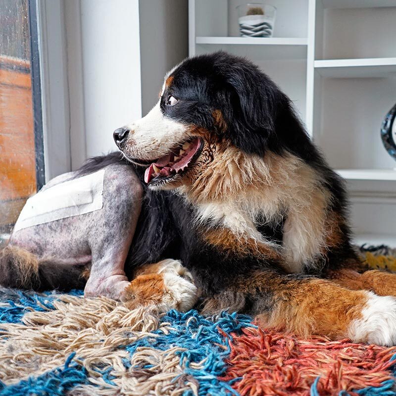 Dog After Surgery Burmese mountain dog recovering from hip surgery