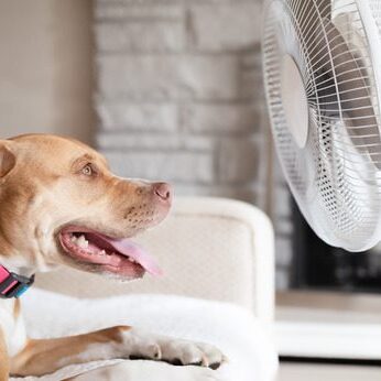 dog-dehydration mixed breed dog laying on the couch in front of a fan while panting