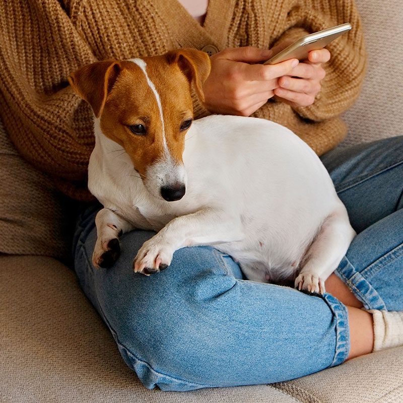 Dog In Owner Lap brown and white dog sits in owner's lap as owner uses the mobile app on her phone