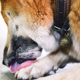 dog-licking-paws close up of a male dog laying down and licking his paws