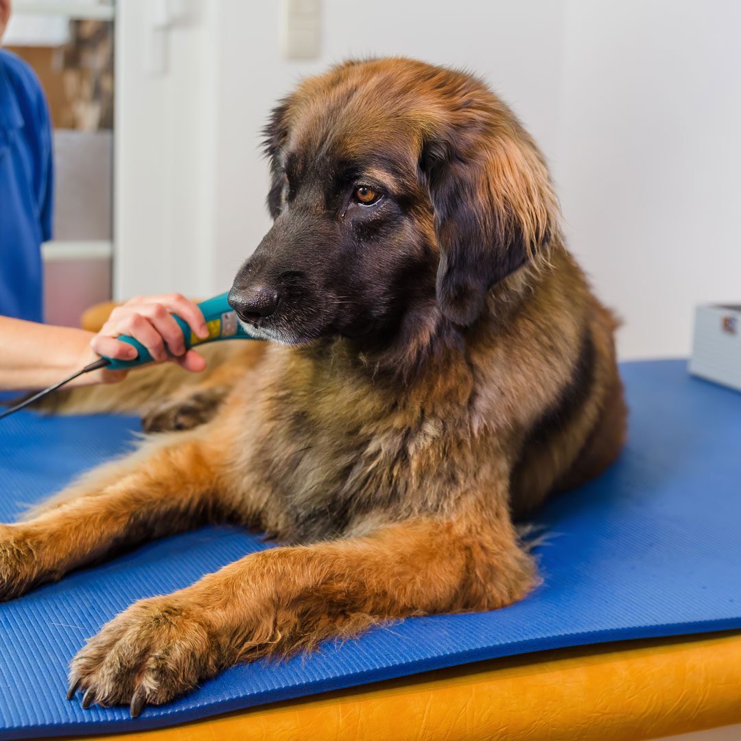 Dog Receiving Laser Therapy Treatment Dog Receiving Laser Therapy Treatment