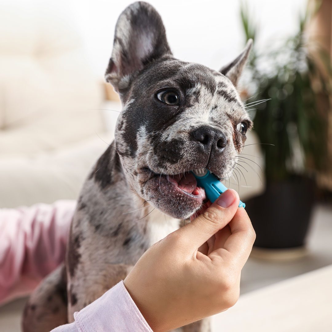 Dog With A Dental Chew Dog With A Dental Chew