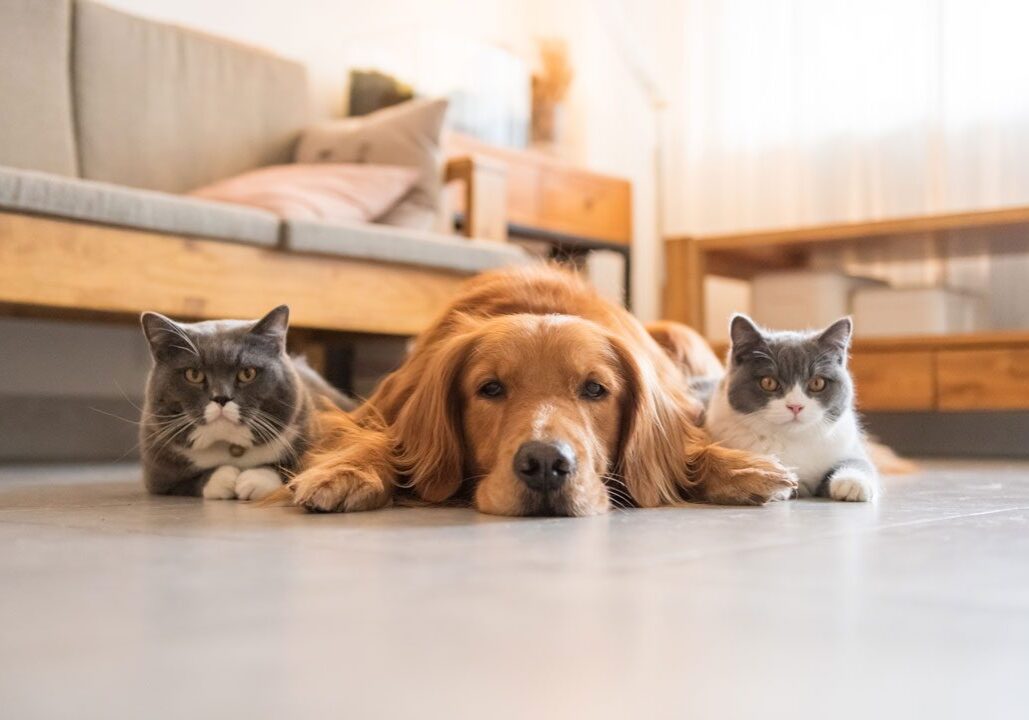 Dog With Two Cats golden retriever laying on the floor next to two cats