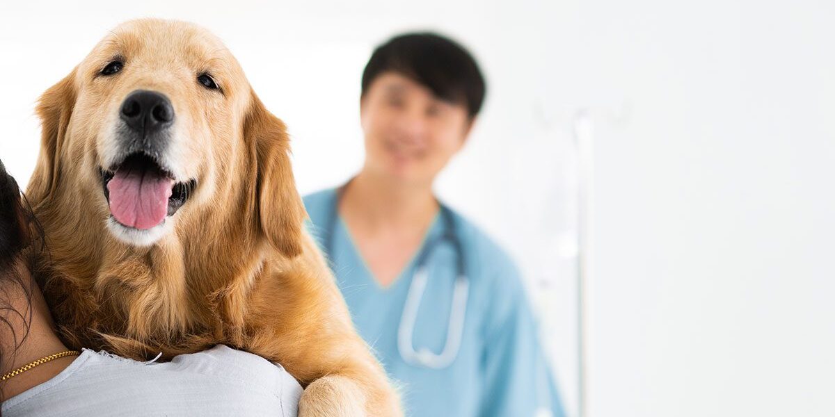 Smiling Golden Retriever looking over owner's shoulder