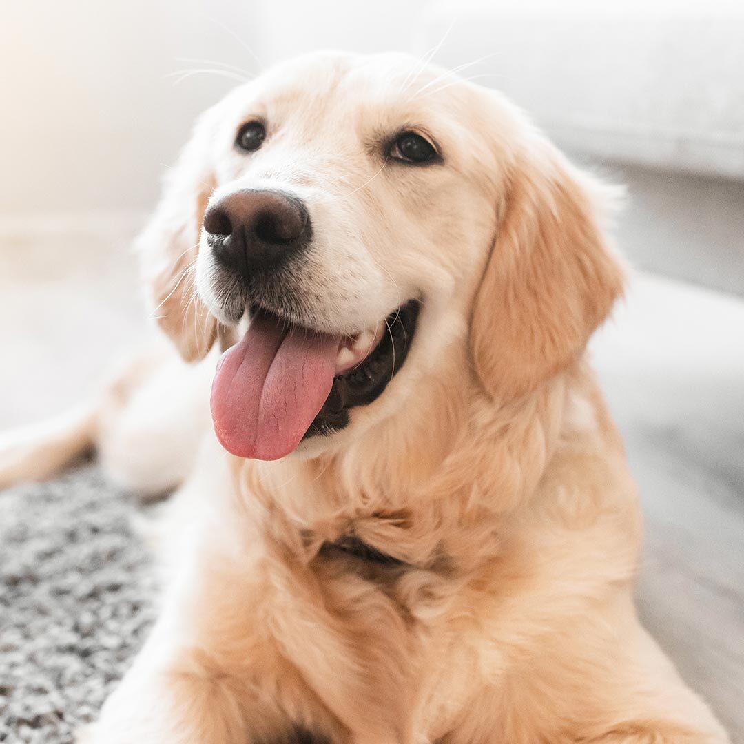 Happy Golden Retriever Laying Down Inside Happy Golden Retriever Laying Down Inside