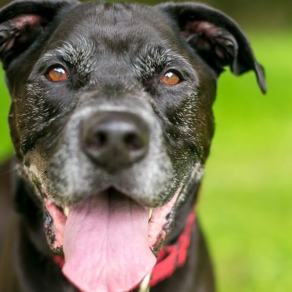 Happy Senior Dog Outside Happy Senior Dog Outside