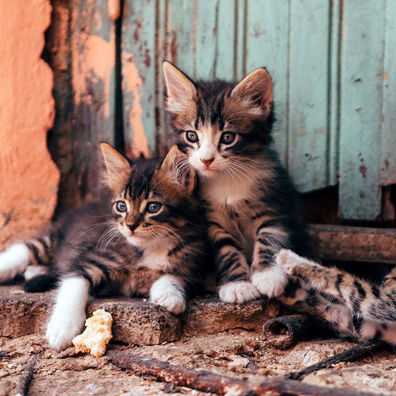 Kittens tabby kittens with white paws playing outside