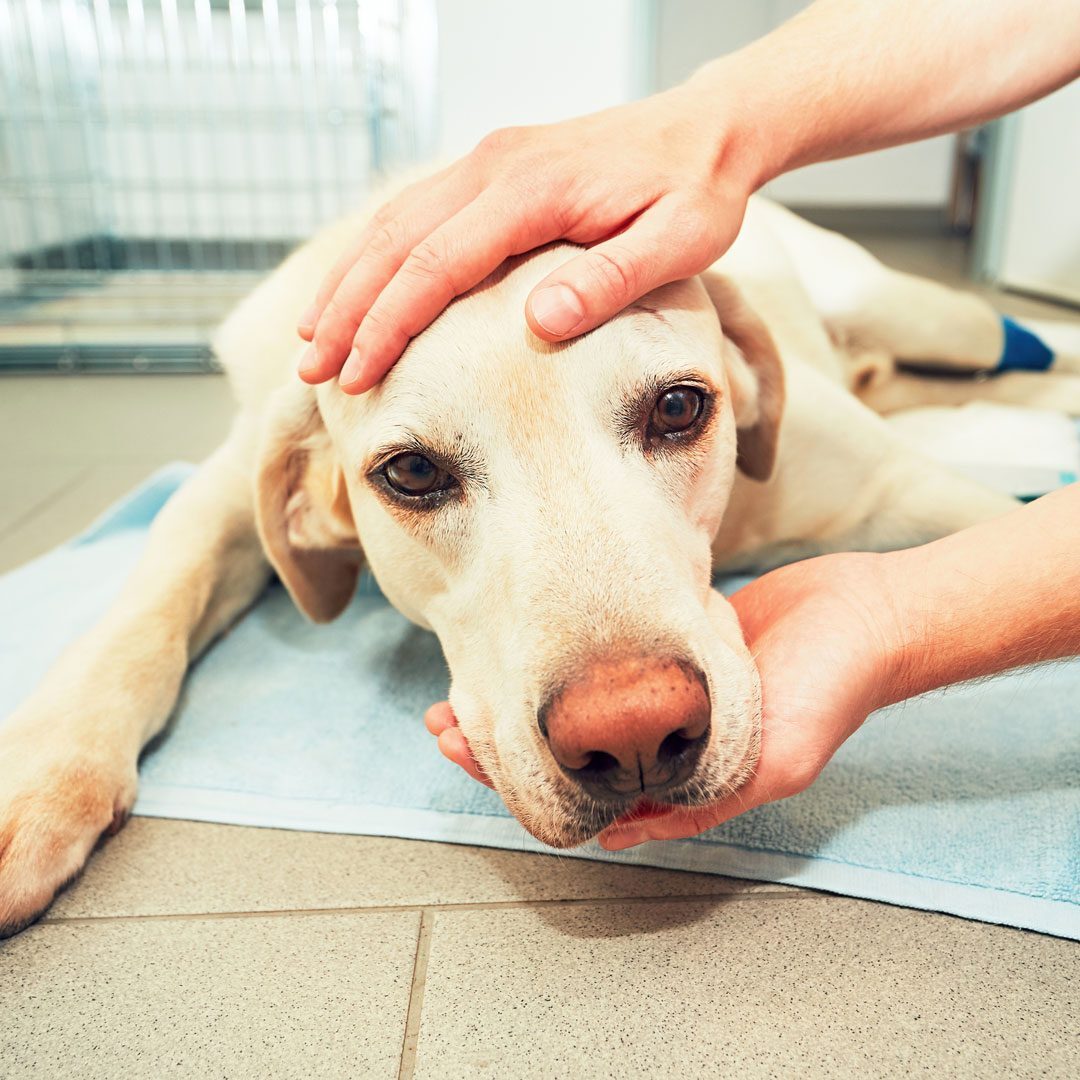 Labrador Retriever At Veterinary Clinic
