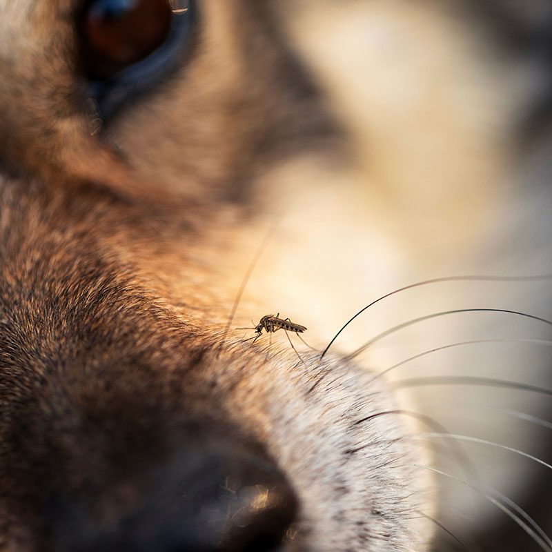 Mosquito on dog's nose