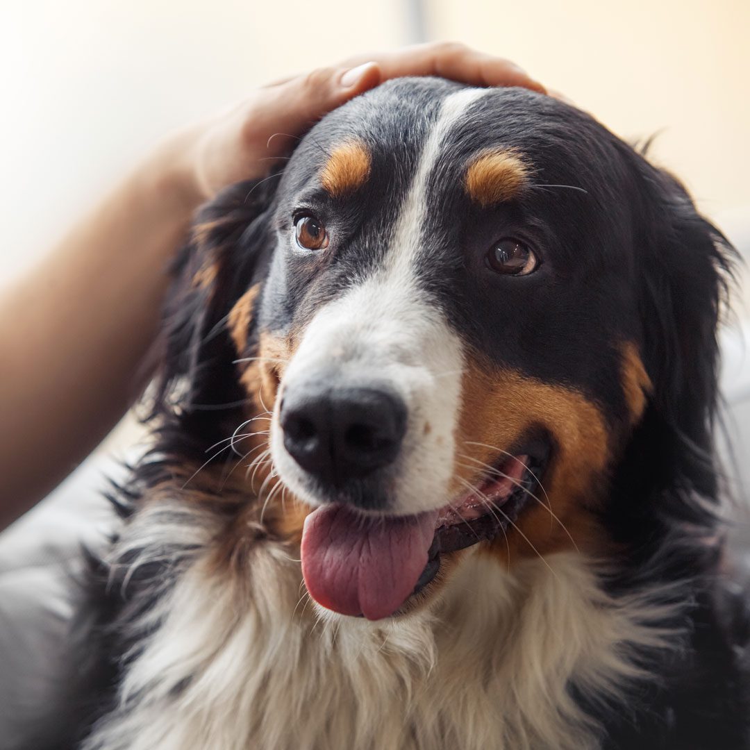 Person Petting Bernese Mountain Dog