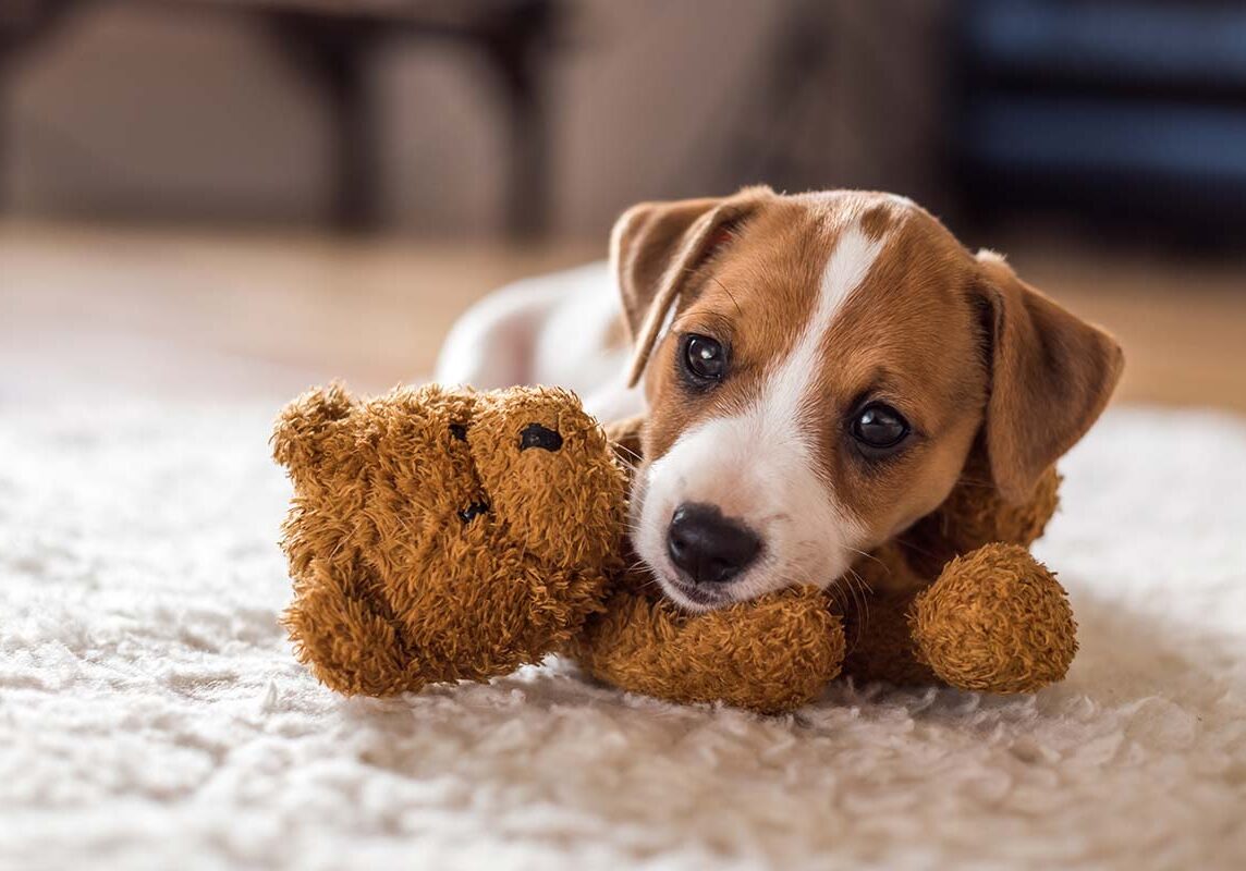 Puppy With Toy brown and white puppy snuggling a teddy bear