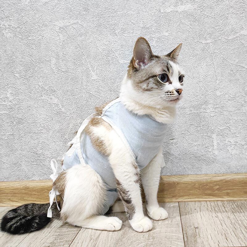 cat recovering from surgery