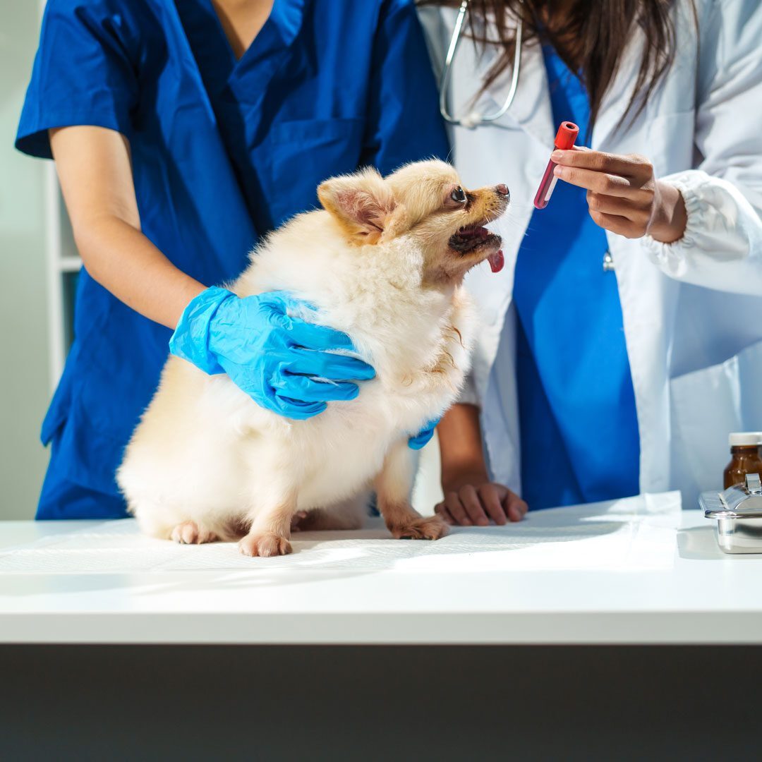 Small Dog On Exam Table