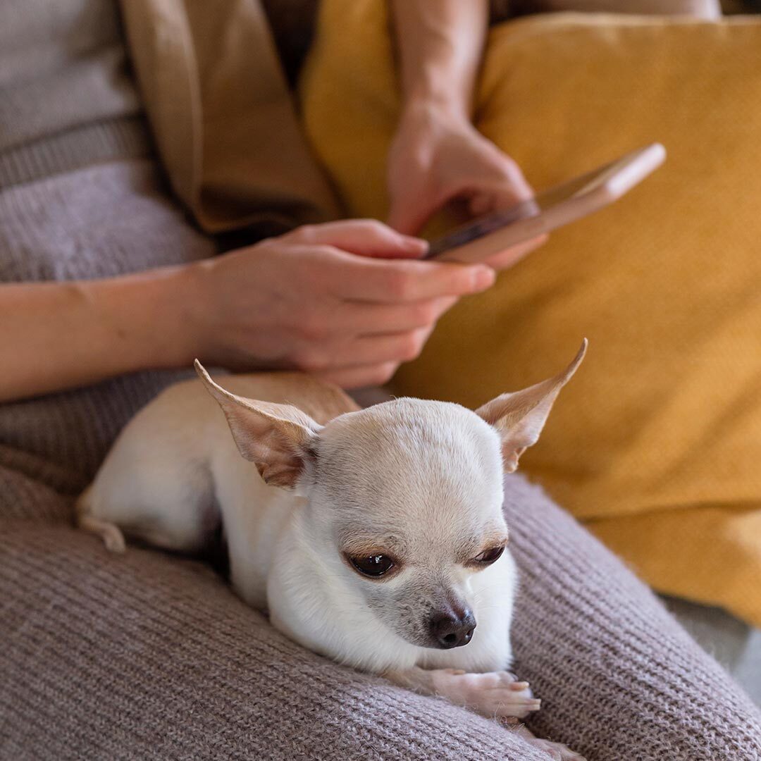 Small White Chihuahua Sitting In Lap Of Woman Using Smartphone