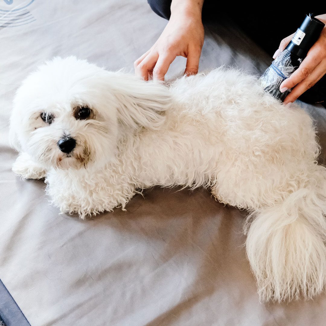 Small White Dog Getting Laser Therapy Treatment