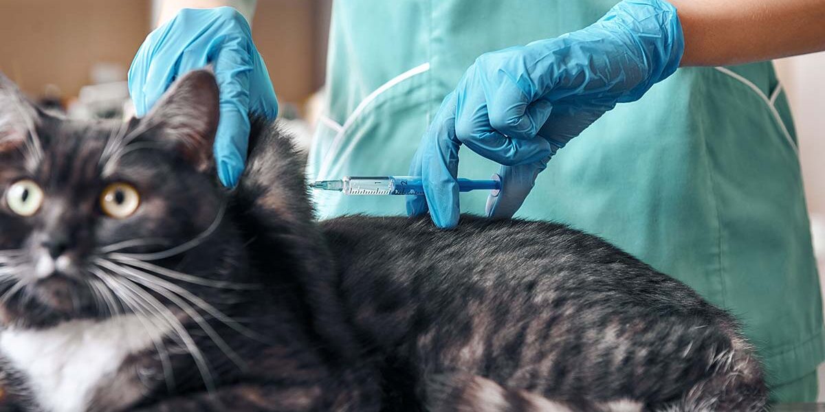 Tuxedo Cat Vaccine black and white tuxedo cat getting a vaccine