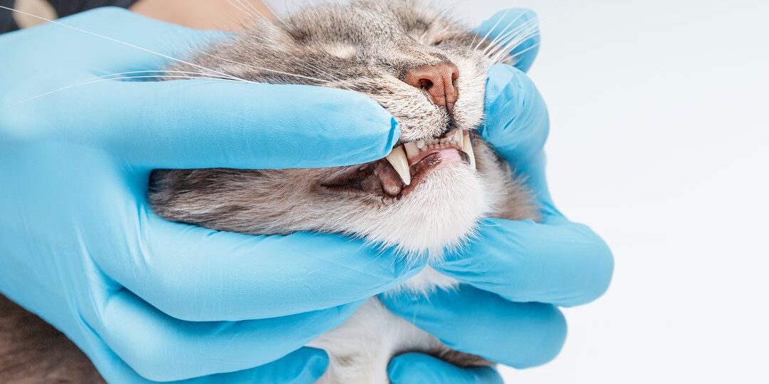 Veterinarian Checking Cats Teeth Veterinarian Checking Cats Teeth