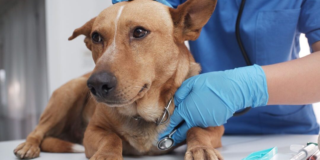 Veterinarian Examining Dog Veterinarian Examining Dog