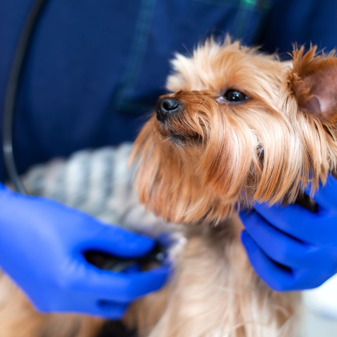 Veterinarian Examining Small Dog Veterinarian Examining Small Dog