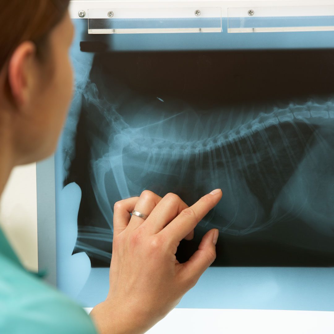 Veterinarian Examining X Ray