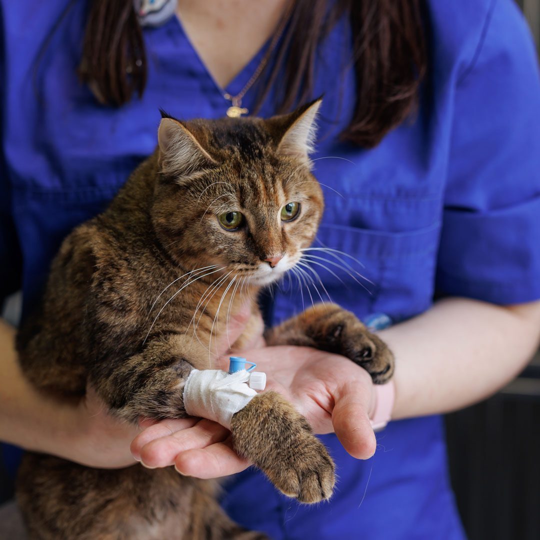 Veterinarian Holding Brown Tabby Cat Veterinarian Holding Brown Tabby Cat