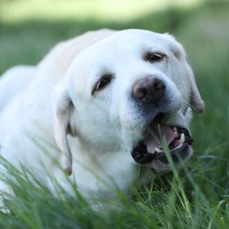 why-do-dogs-eat-grass yellow lab laying in the grass and preparing to eat some grass